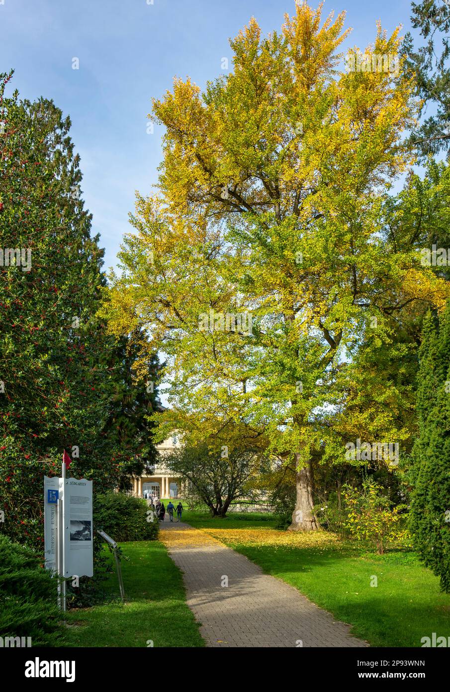 Ginkgo biloba, Fanleaf-Baum mit Herbstlaub in den Hohenheim-Gärten des Hohenheimer Schlosses, Stuttgart, Baden-Württemberg Stockfoto