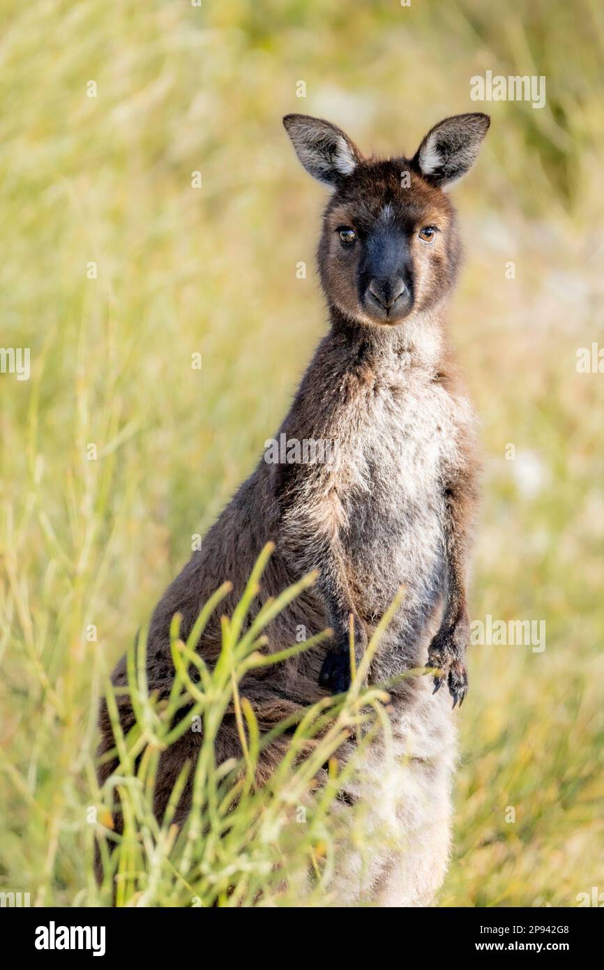 Westliches graues Riesen-Känguru, Kangaroo Island Känguru, Macropus fuliginosus fuliginosus, Kangaroo Island, Südaustralien, Australien Stockfoto