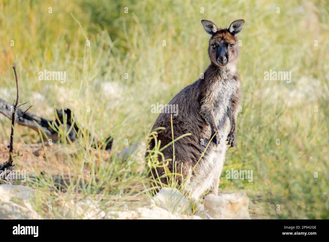 Westliches graues Riesen-Känguru, Kangaroo Island Känguru, Macropus fuliginosus fuliginosus, Kangaroo Island, Südaustralien, Australien Stockfoto