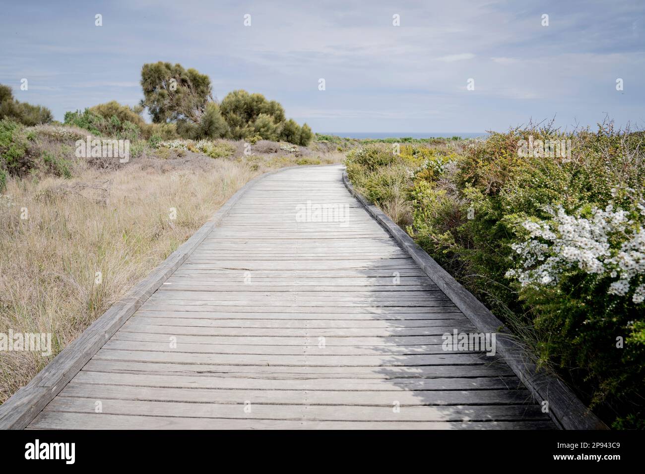 Fußweg zur Grotte, South Sea Myrtle, Leptospermum Scoparium, Peterborough, Port Campbell, Great Ocean Road, Victoria, Australien Stockfoto