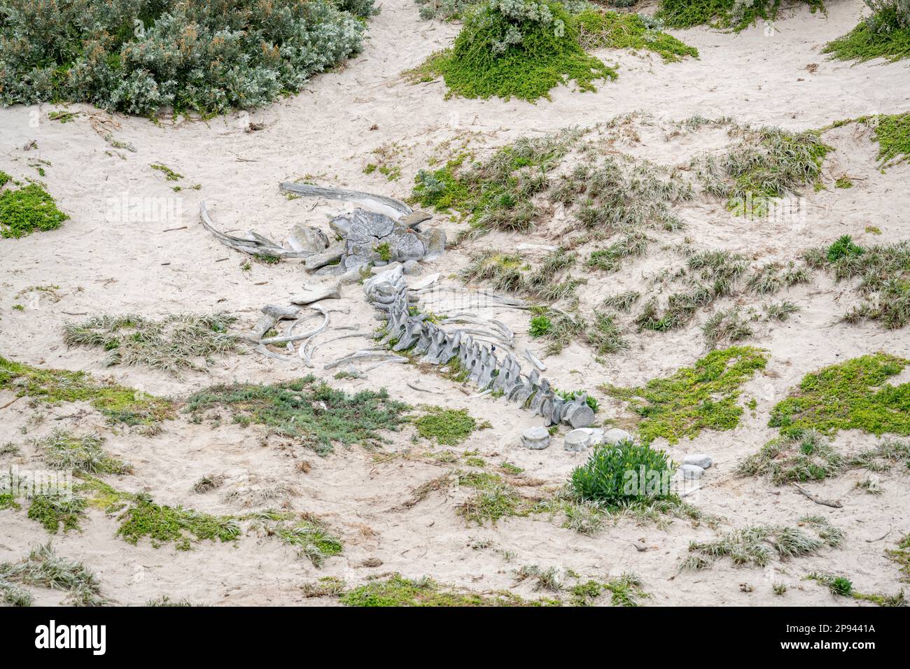 Skelett eines Buckelwals, Seal Bay Conservation Park, Kangaroo Island, Südaustralien, Australien Stockfoto