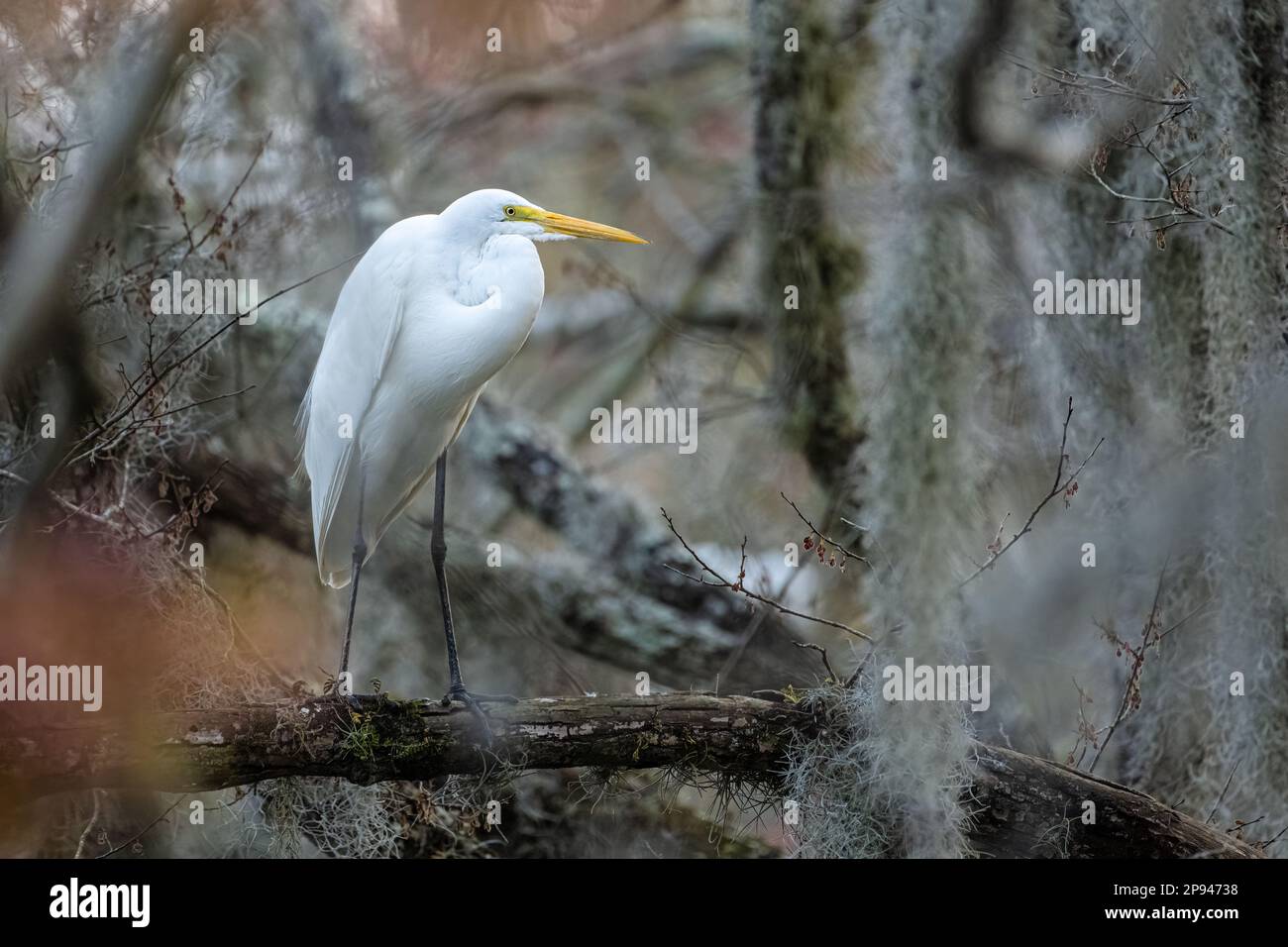 Elegantes Rieseneier (Ardea alba) hoch oben im spanischen Moos am Sawgrass in Ponte Vedra Beach, Florida. (USA) Stockfoto