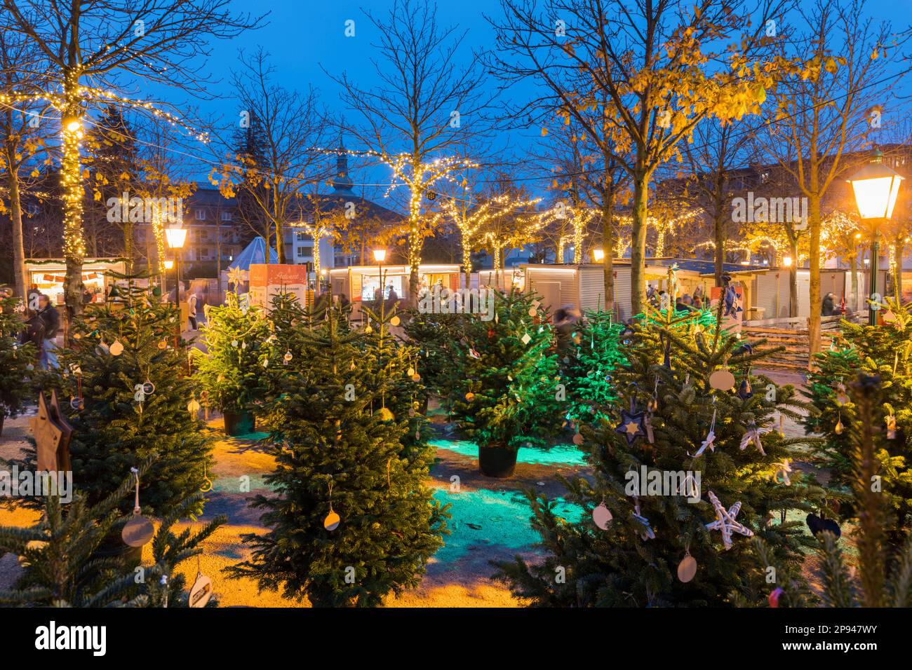 Weihnachtsbäume auf dem Adventsmarkt im Kurpark Baden bei Wien, Thermenregion, Niederösterreich, Österreich Stockfoto