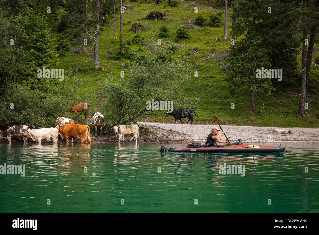 Kajakfahrer (60 Jahre alt) fahren an Kühen am Ufer von Heiterwanger See vorbei. Stockfoto