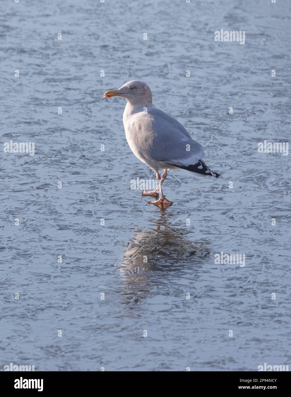 Heringsmaulmöwe (Larus argentatus) auf einem gefrorenen See Stockfoto