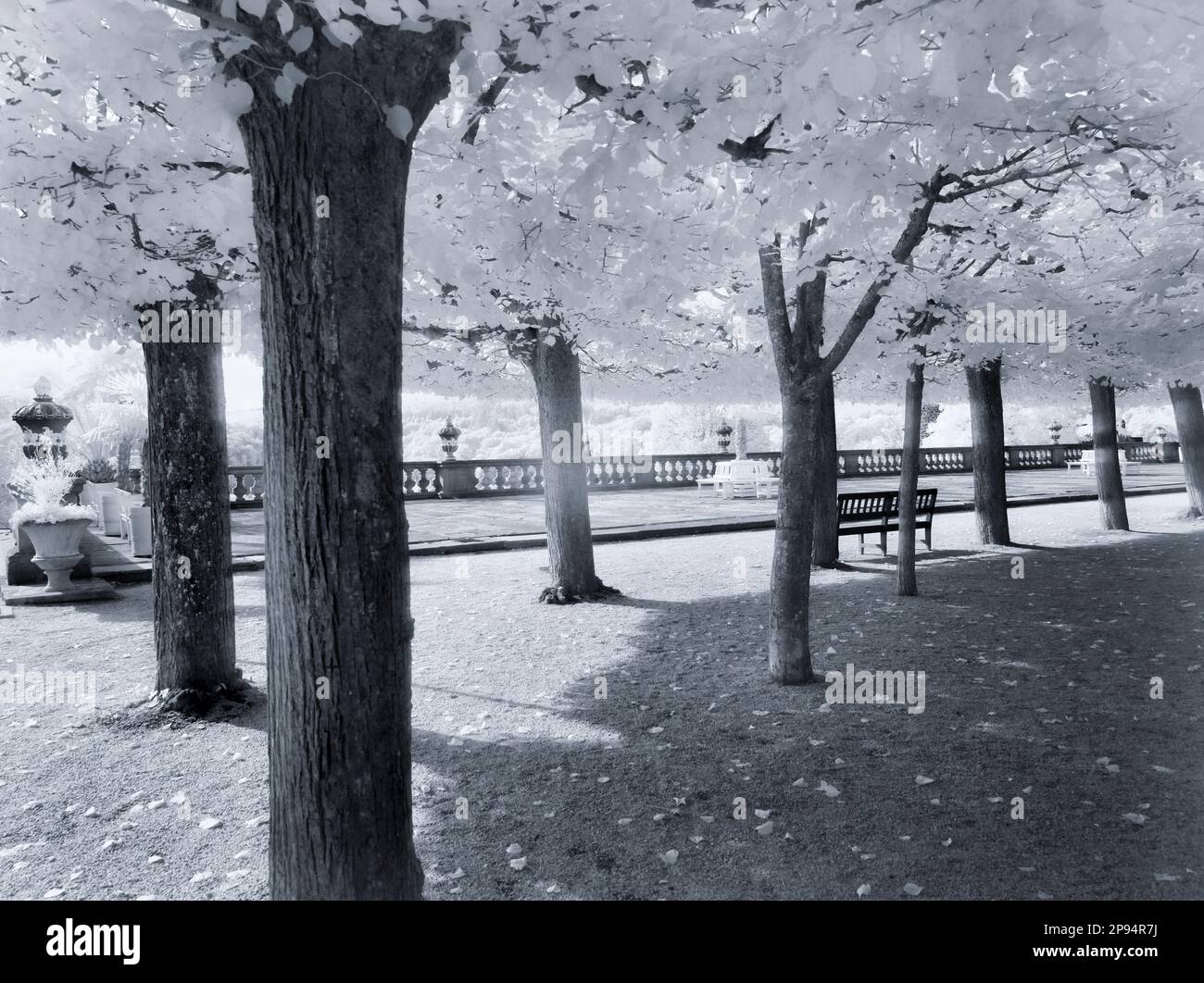 Europa, Deutschland, Hessen, Mittelhessen, Taunus, Weilburg, Renaissanceschloss, Burggarten, Linden Boskett Stockfoto