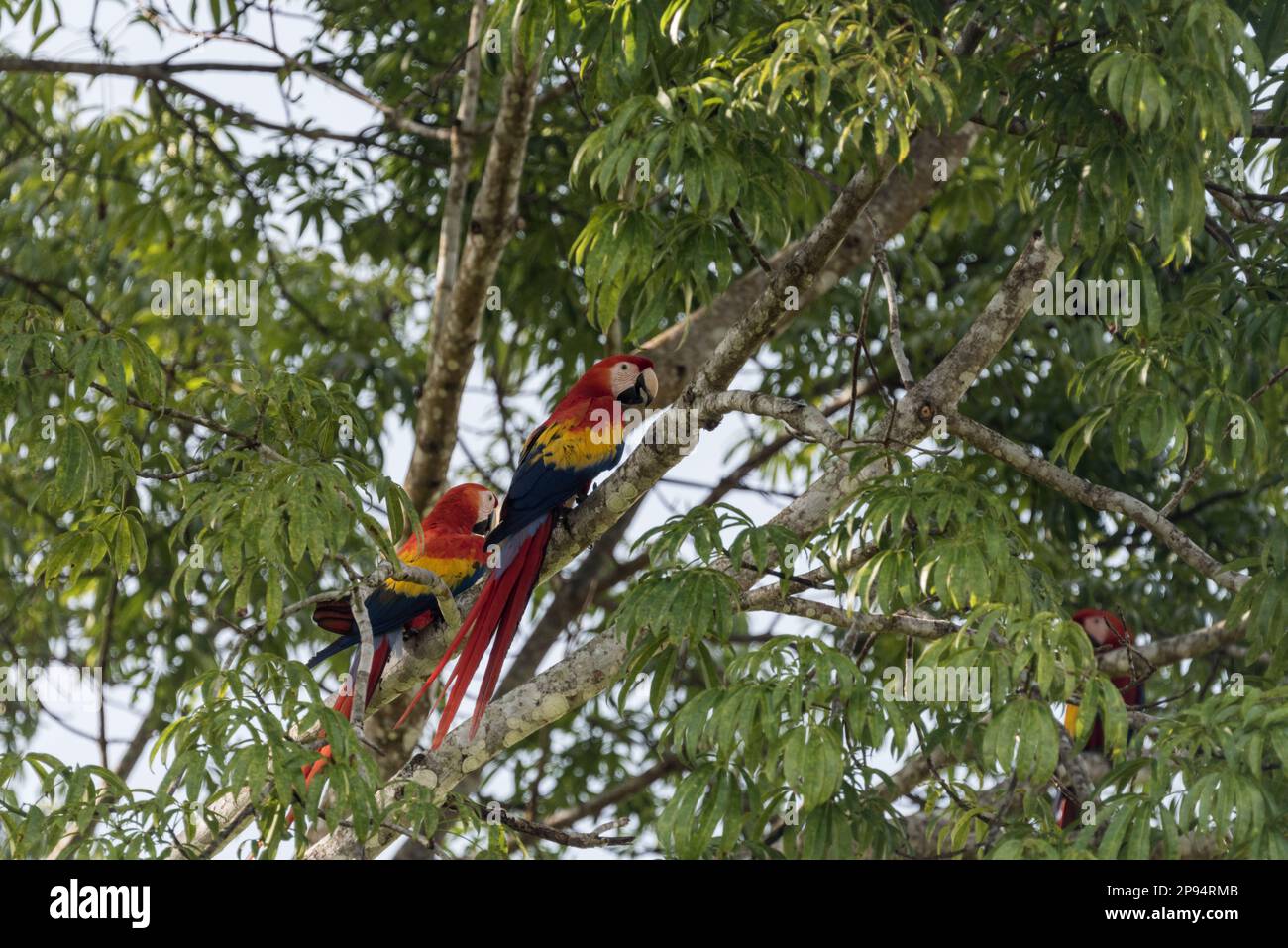 Scharlachrote Macaw (Ara macao) in einem Baum im Staat Chiapas, Mexiko Stockfoto