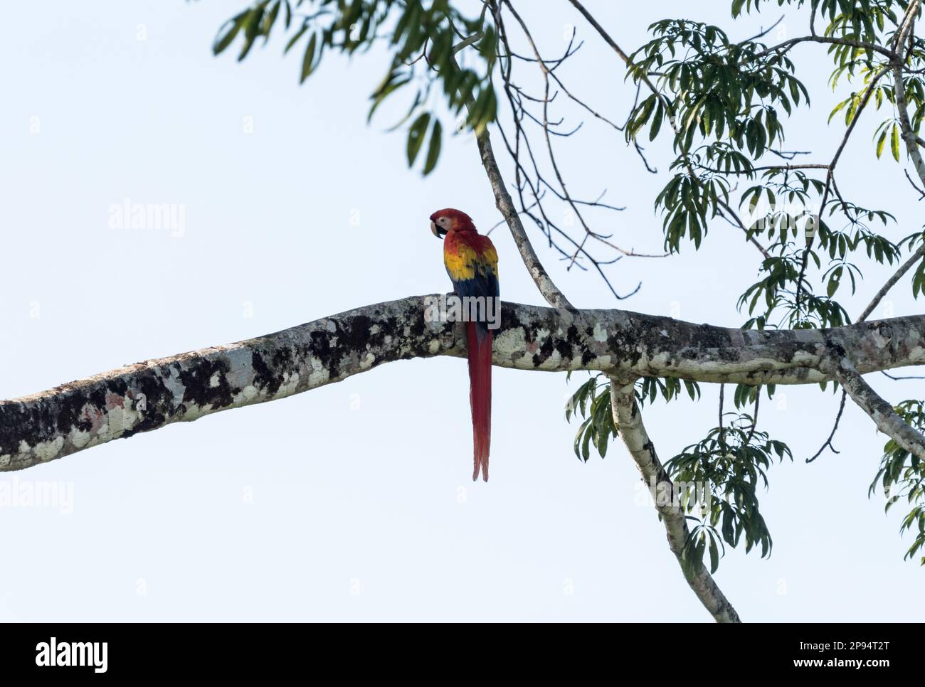 Perched Scarlet Macaw (Ara macao) im Staat Chiapas, Mexiko Stockfoto