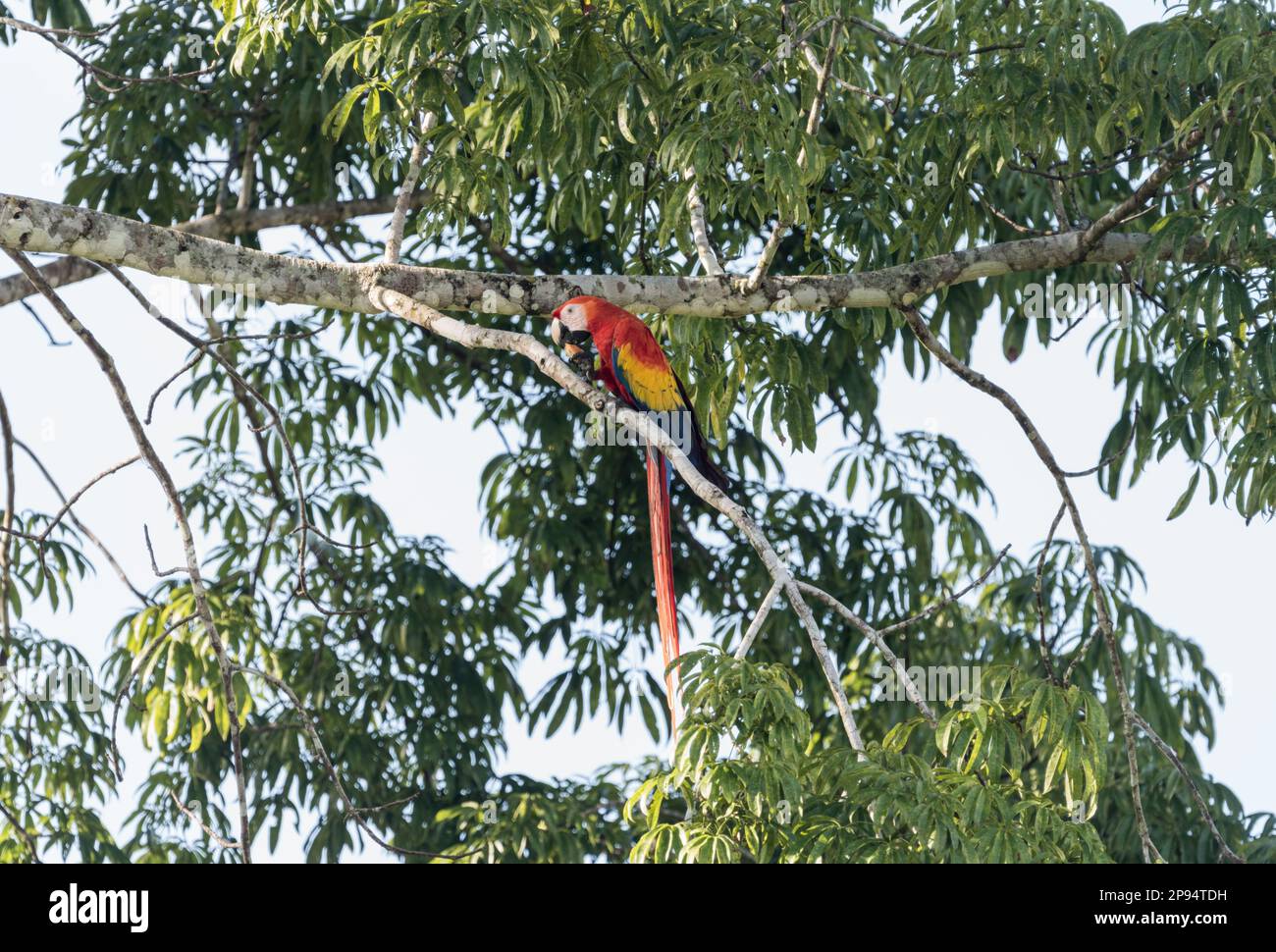 Scharlachmakrele (Ara macao) im Bundesstaat Chiapas, Mexiko Stockfoto