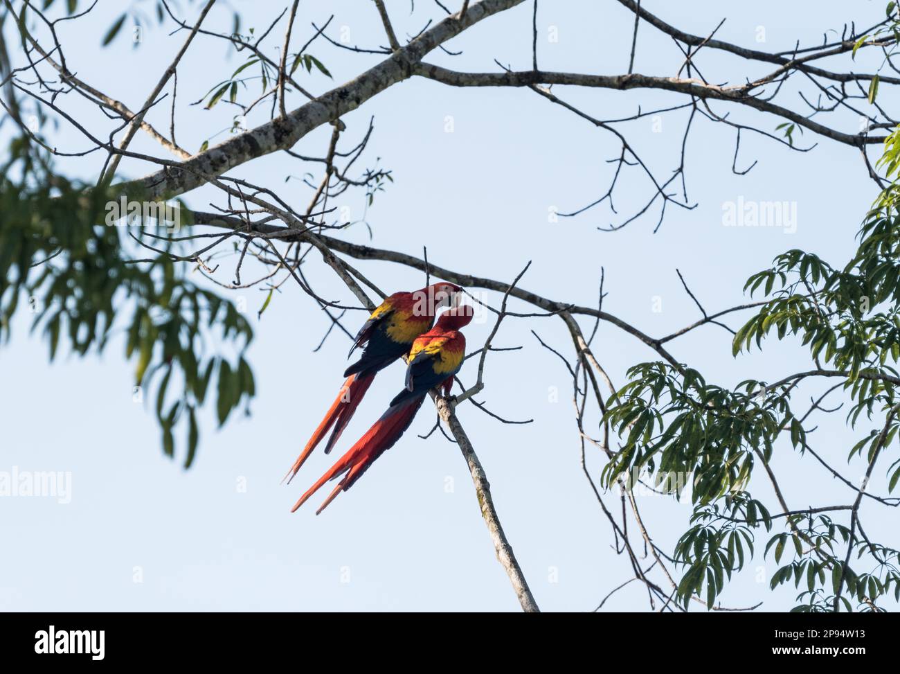 Scarlet Macaws (Ara macao), Paarverbindung im Staat Chiapas, Mexiko Stockfoto