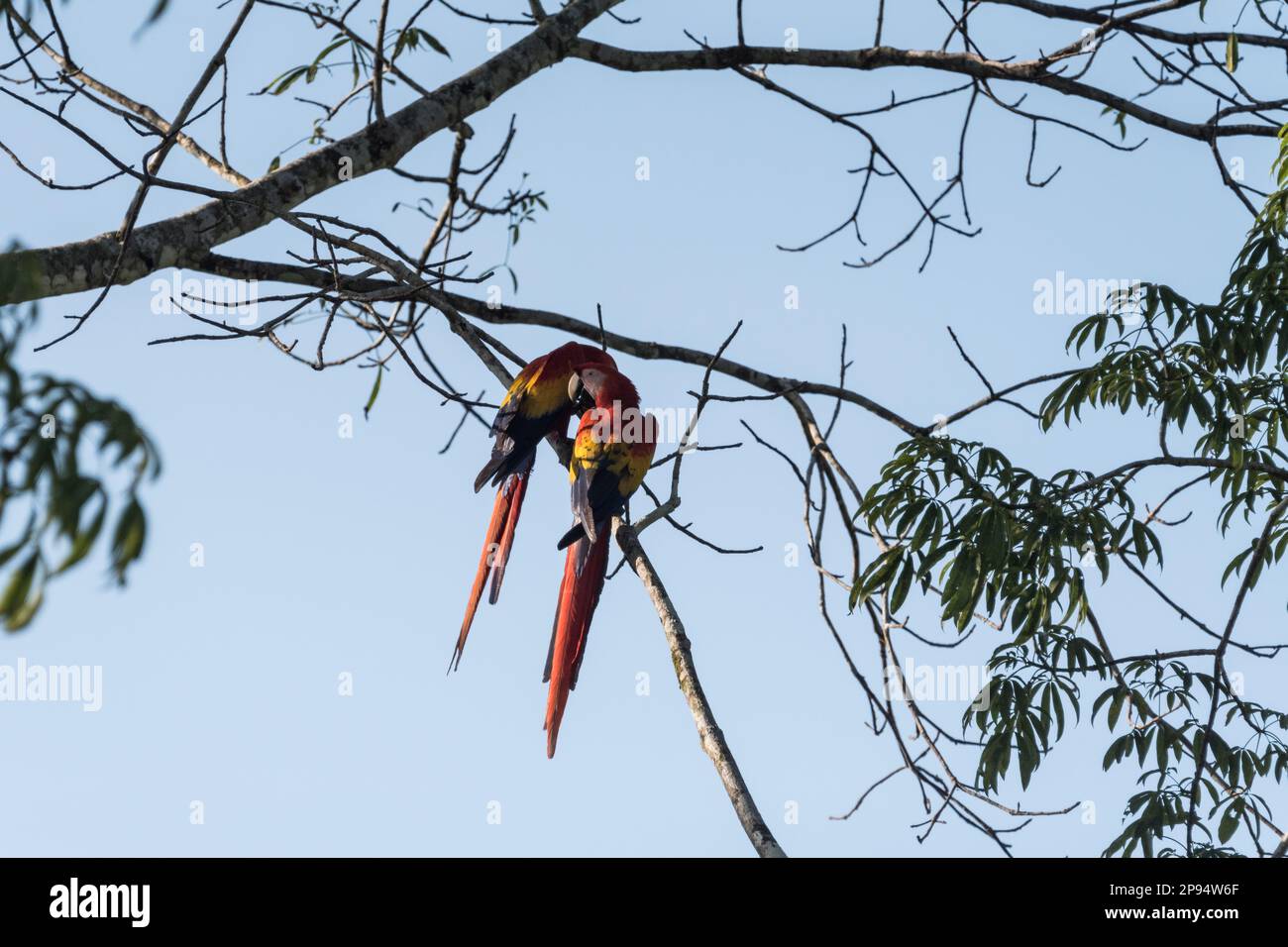 Scarlet Macaws (Ara macao), Paarverbindung im Staat Chiapas, Mexiko Stockfoto