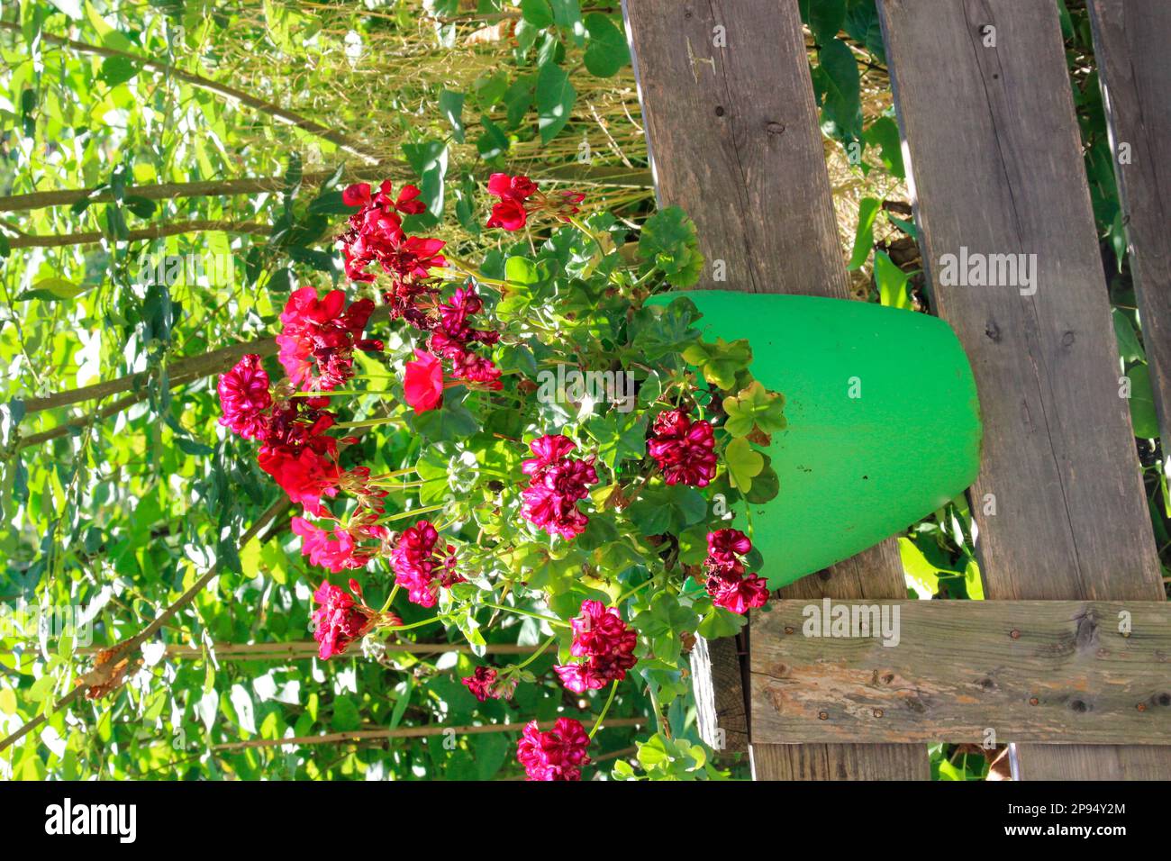 Dekorative Blumendekoration, Geranien im Topf bei Bayrlalm im Kreuther Langenau, Bayern, Oberbayern, Deutschland Stockfoto