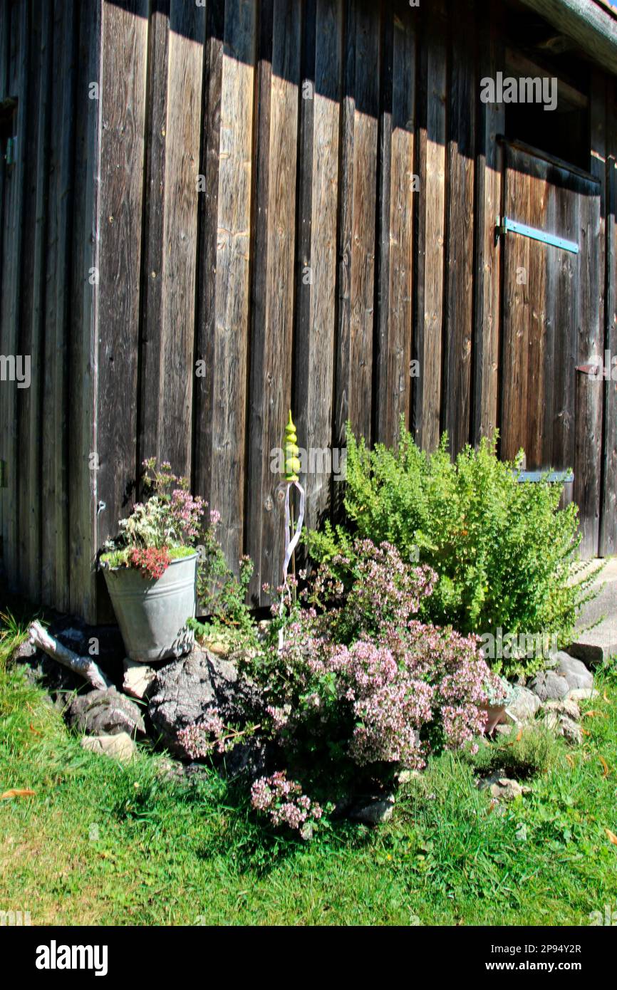 Dekorativer Steingarten, Steingartpflanzen, an einer Hüttenmauer an der Bayrlalm im Kreuther Langenau, Bayern, Oberbayern, Deutschland Stockfoto