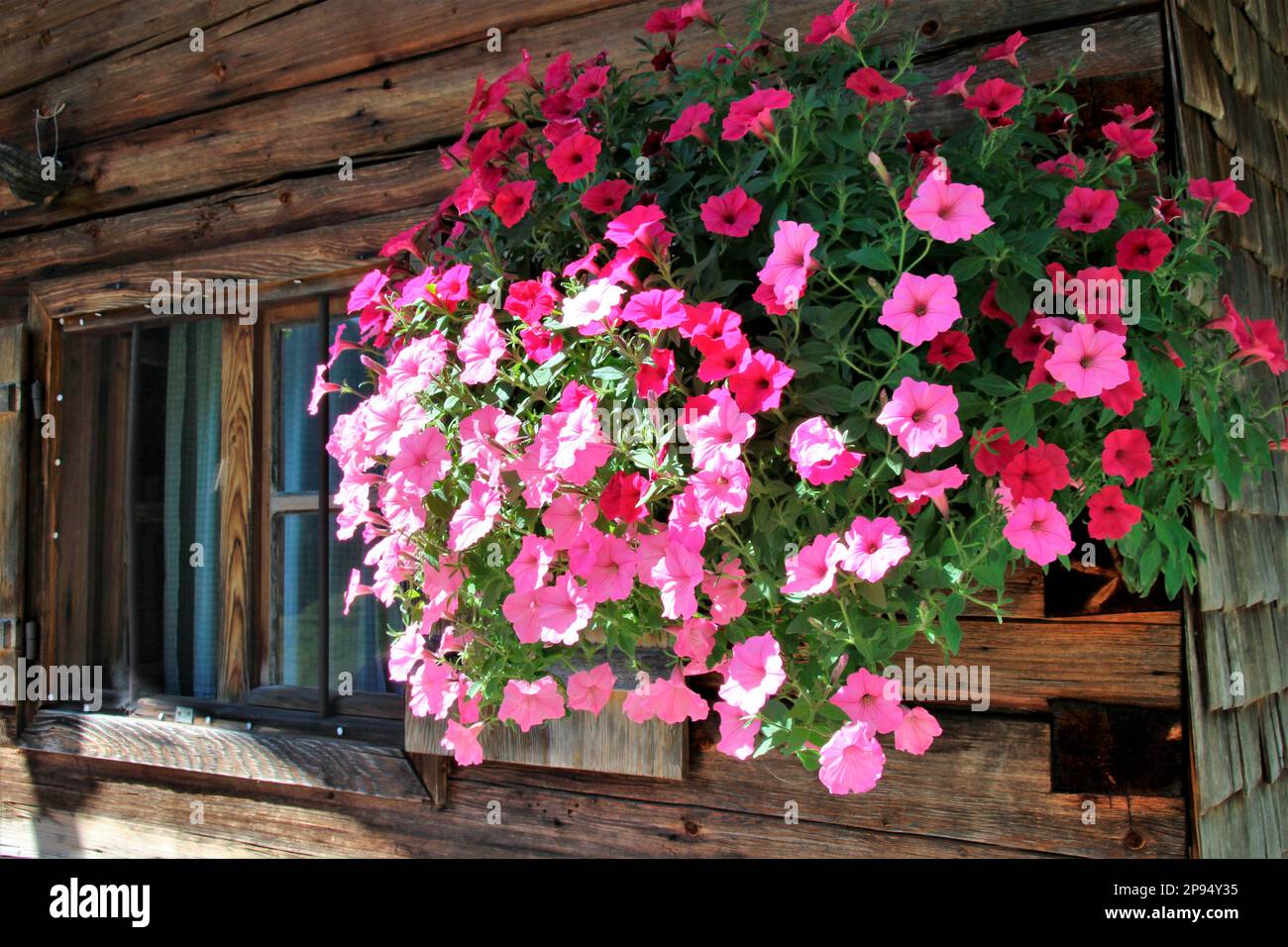 Dekorative Blumendekoration, Petunien in einem Hängekorb an einer Hüttenwand an der Bayrlalm im Kreuther Langenau, Bayern, Oberbayern, Deutschland Stockfoto