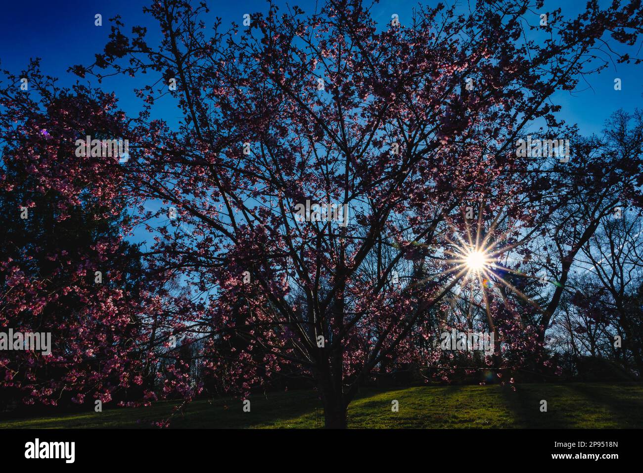 Am späten Nachmittag scheint die Sonne durch die Bäume Stockfoto