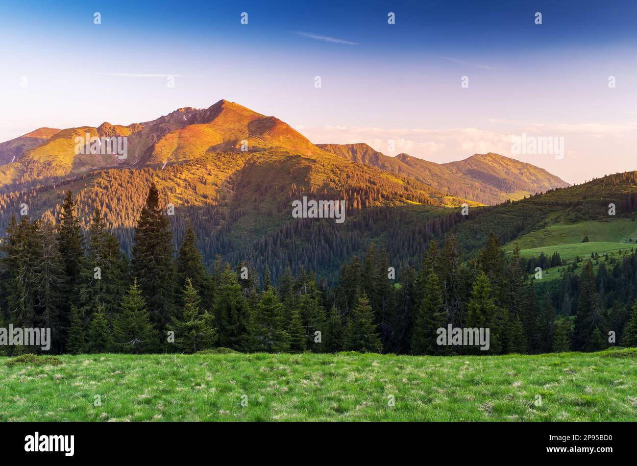 Sommer Landschaft mit Fichtenwald. Schönen Sonnenaufgang in den Bergen. Karpaten, Ukraine, Europa. Art-Verarbeitung von Fotos. Farbe toning Stockfoto