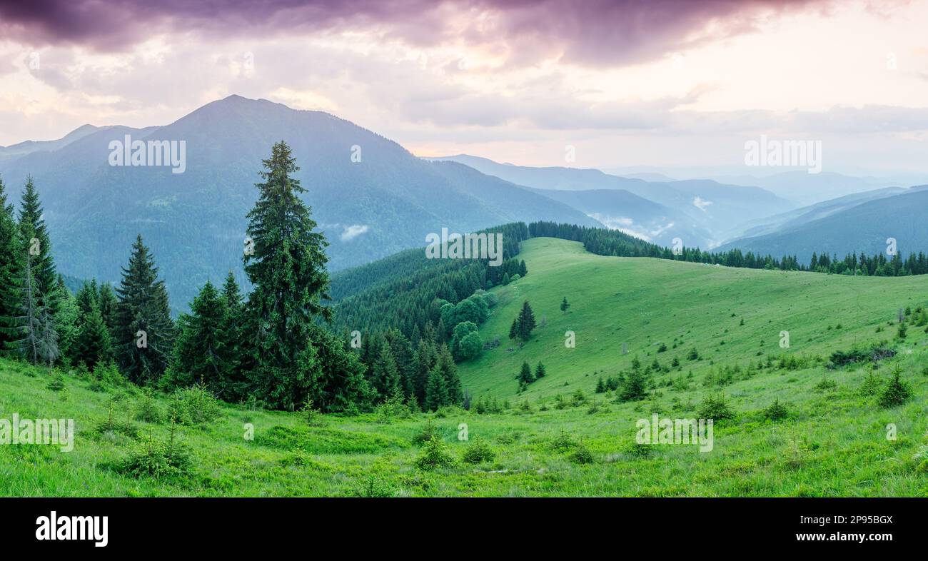 Panorama der Berge mit Tannenwald. Sommerlandschaft bei Sonnenaufgang. Karpaten, Ukraine, Europa. Kunstverarbeitung von Fotos. Farbton Stockfoto