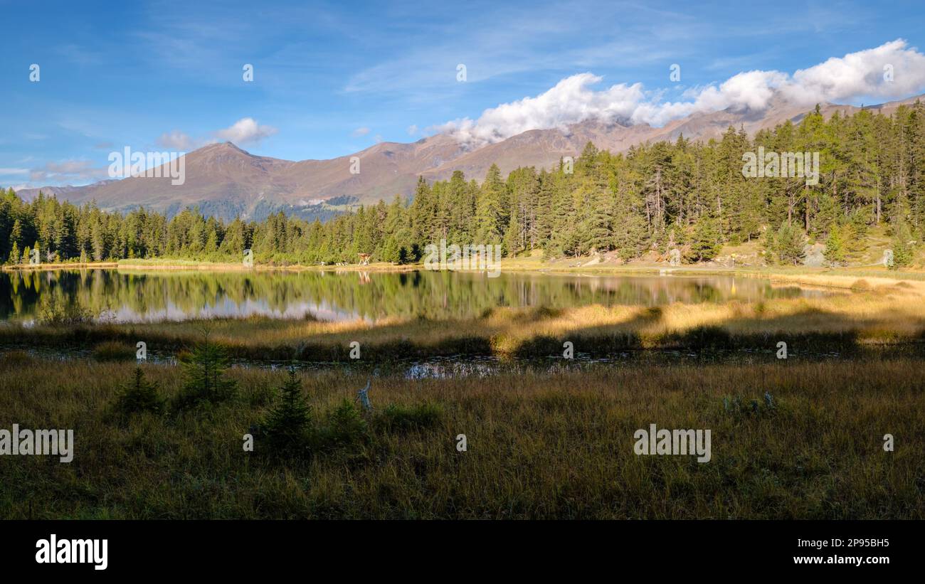 In der Nähe der Grenze zu Italien und der Schweiz liegt der Schwarzer See. Es ist von Hochmooren und Fichtenwäldern umgeben und bietet Wasserlilien Stockfoto
