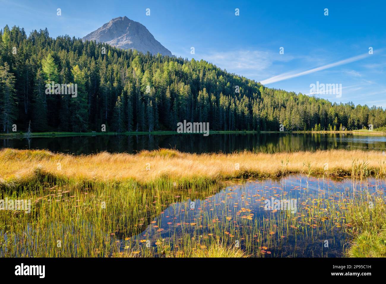 In der Nähe der Grenze zu Italien und der Schweiz liegt der Schwarzer See. Es ist von Hochmooren und Fichtenwäldern umgeben und bietet Wasserlilien Stockfoto