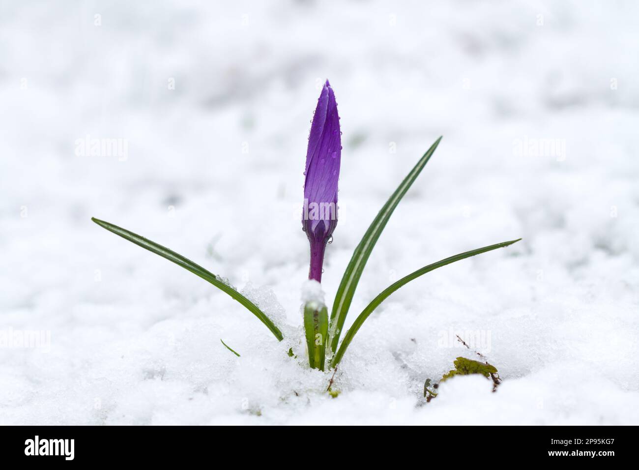 Wetterwechsel: Ein Violet Crocus im Schnee Stockfoto