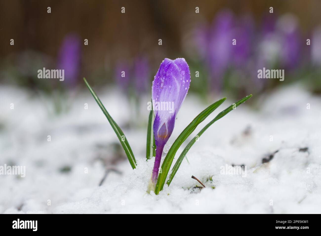 Wetterwechsel: Ein Violet Crocus im Schnee Stockfoto