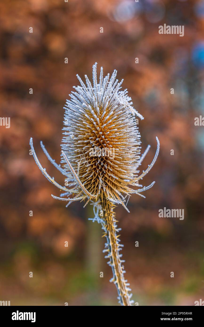 Trockene Blüten des wilden Kardons, Dipsacus fullonum, bedeckt mit Heiserfrost Stockfoto