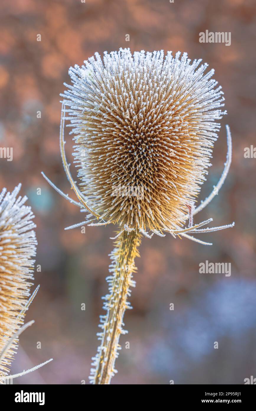 Trockene Blüten des wilden Kardons, Dipsacus fullonum, bedeckt mit Heiserfrost Stockfoto