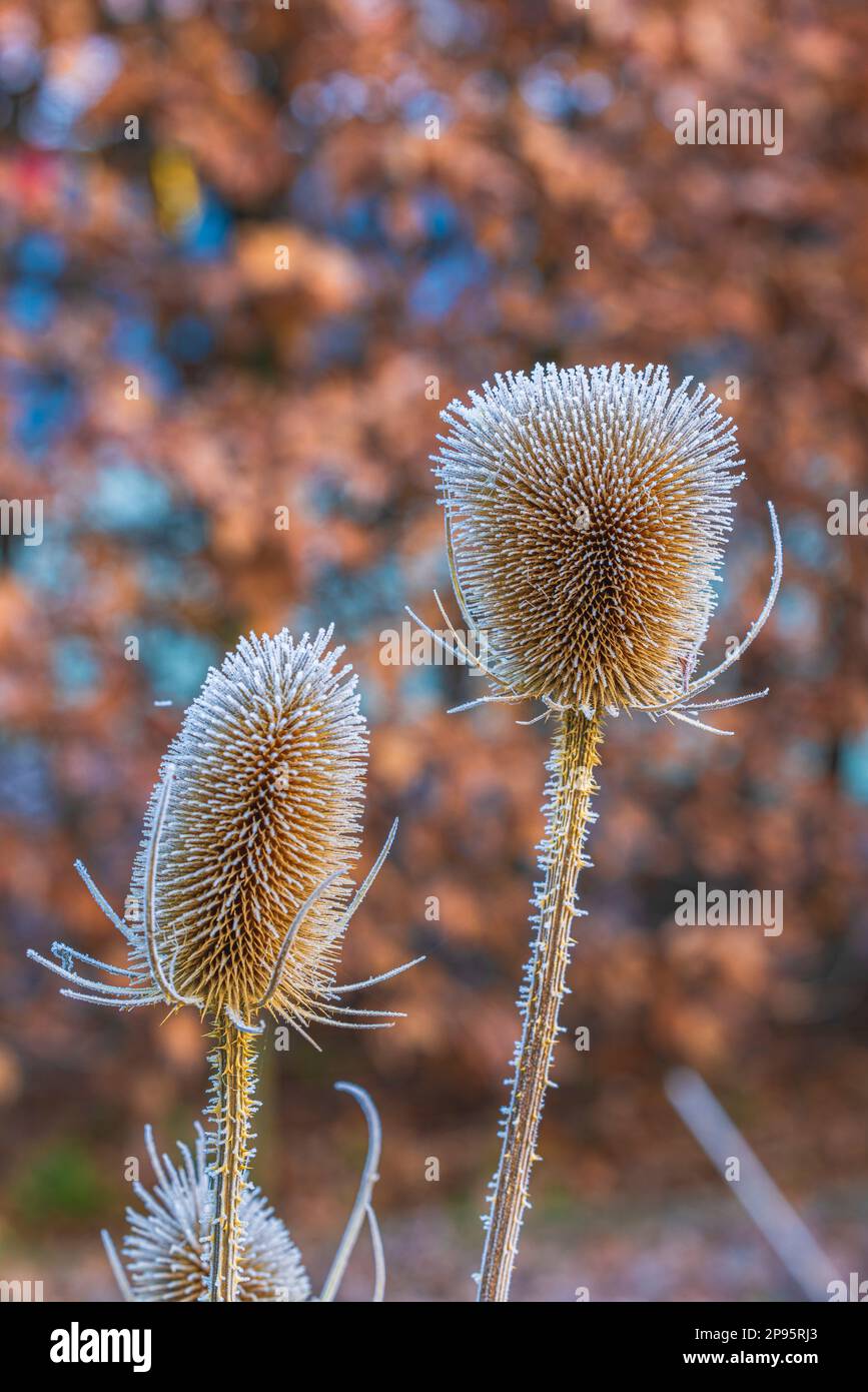 Trockene Blüten des wilden Kardons, Dipsacus fullonum, bedeckt mit Heiserfrost Stockfoto