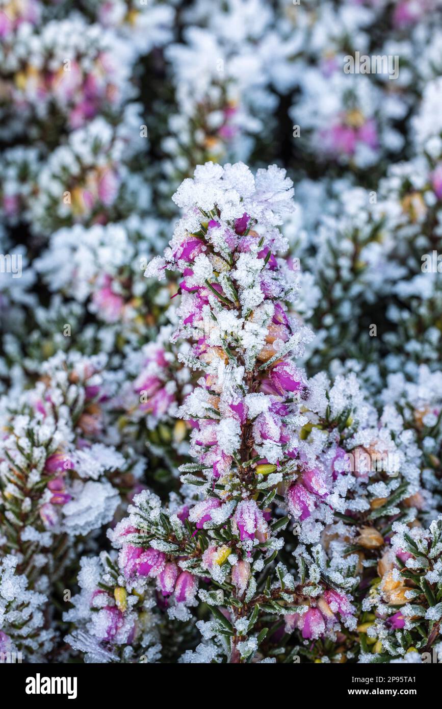 Blühende Schneeheuse (Erica Carnea) im Dezember, bedeckt mit Heiserfrost Stockfoto