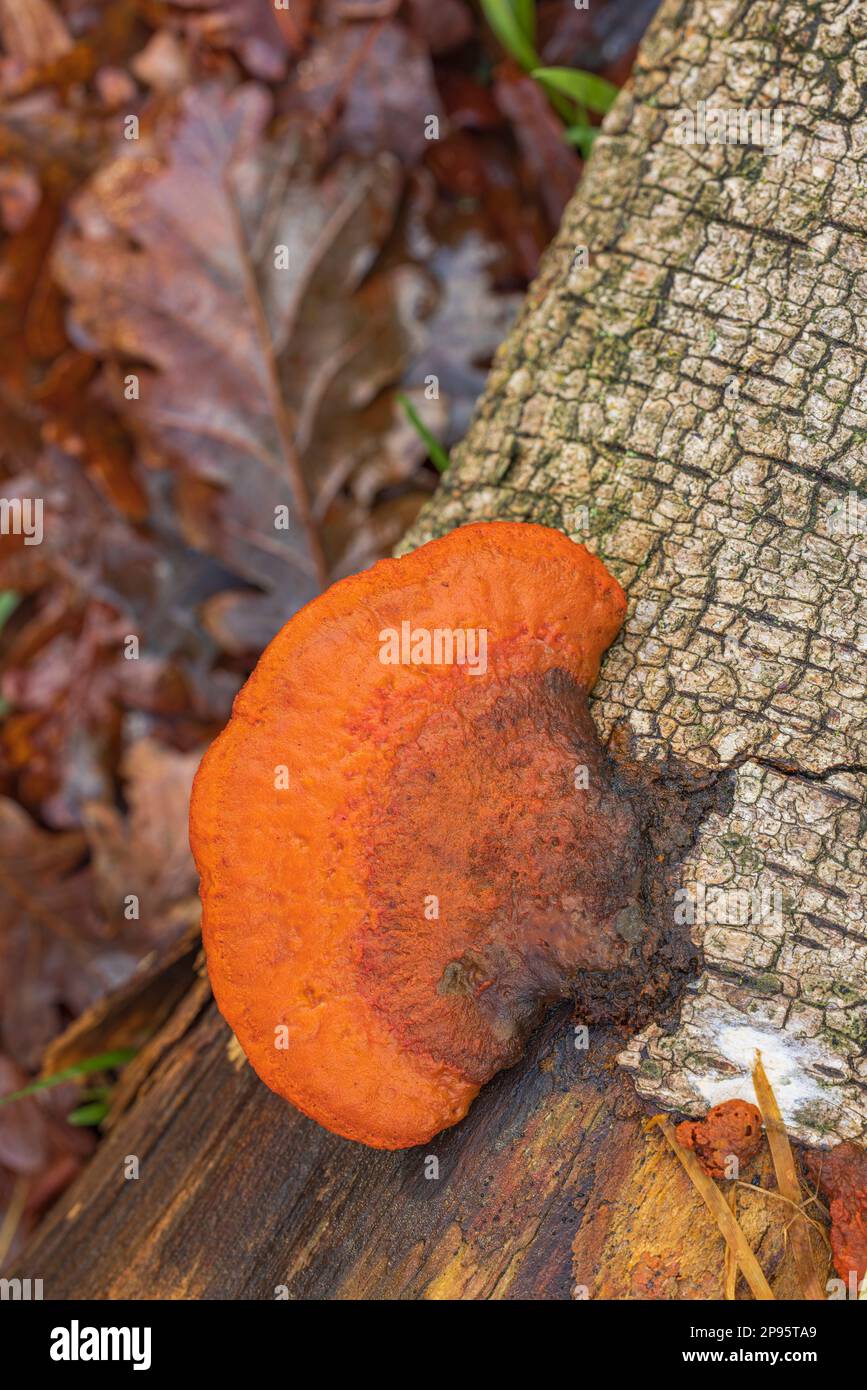 Nördlicher Zinnober-Schwamm (Pycnoporus cinnabarinus) oder Zinnober-roter Met Stockfoto