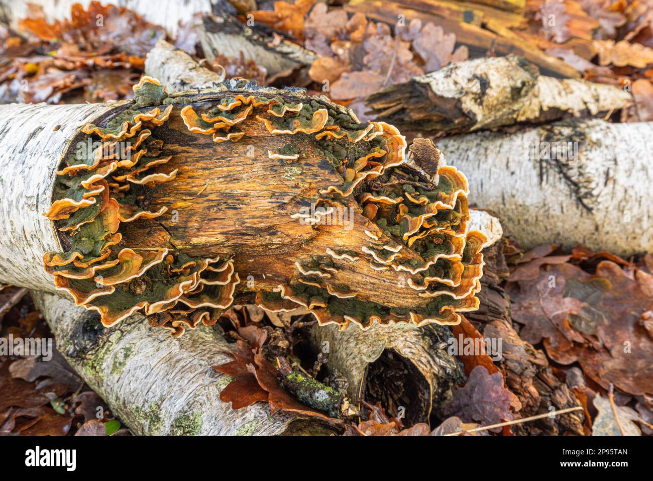 Pilze auf einem toten Baumstamm Stockfoto