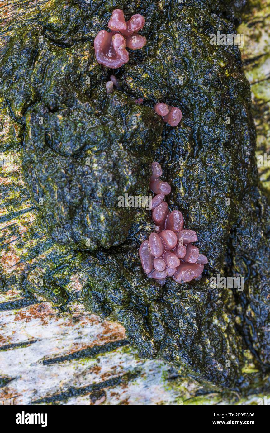 Fleischrote Gelee cupä Ascocoryne sarkoides viele kugelförmige gelee-ähnliche fleischrote Fruchtkörper auf Baumstamm Stockfoto