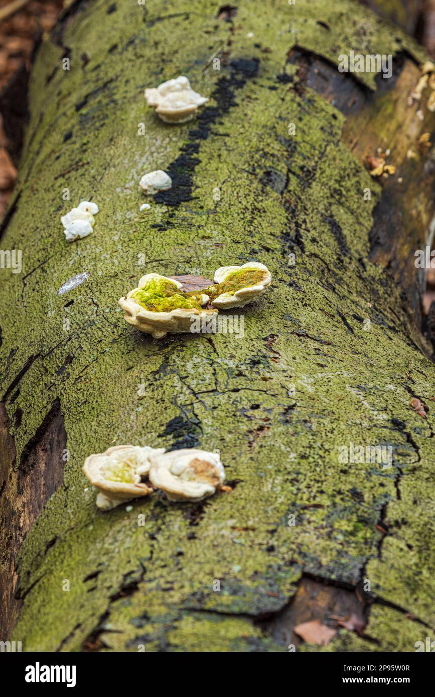 Pilze auf einem toten Baumstamm Stockfoto