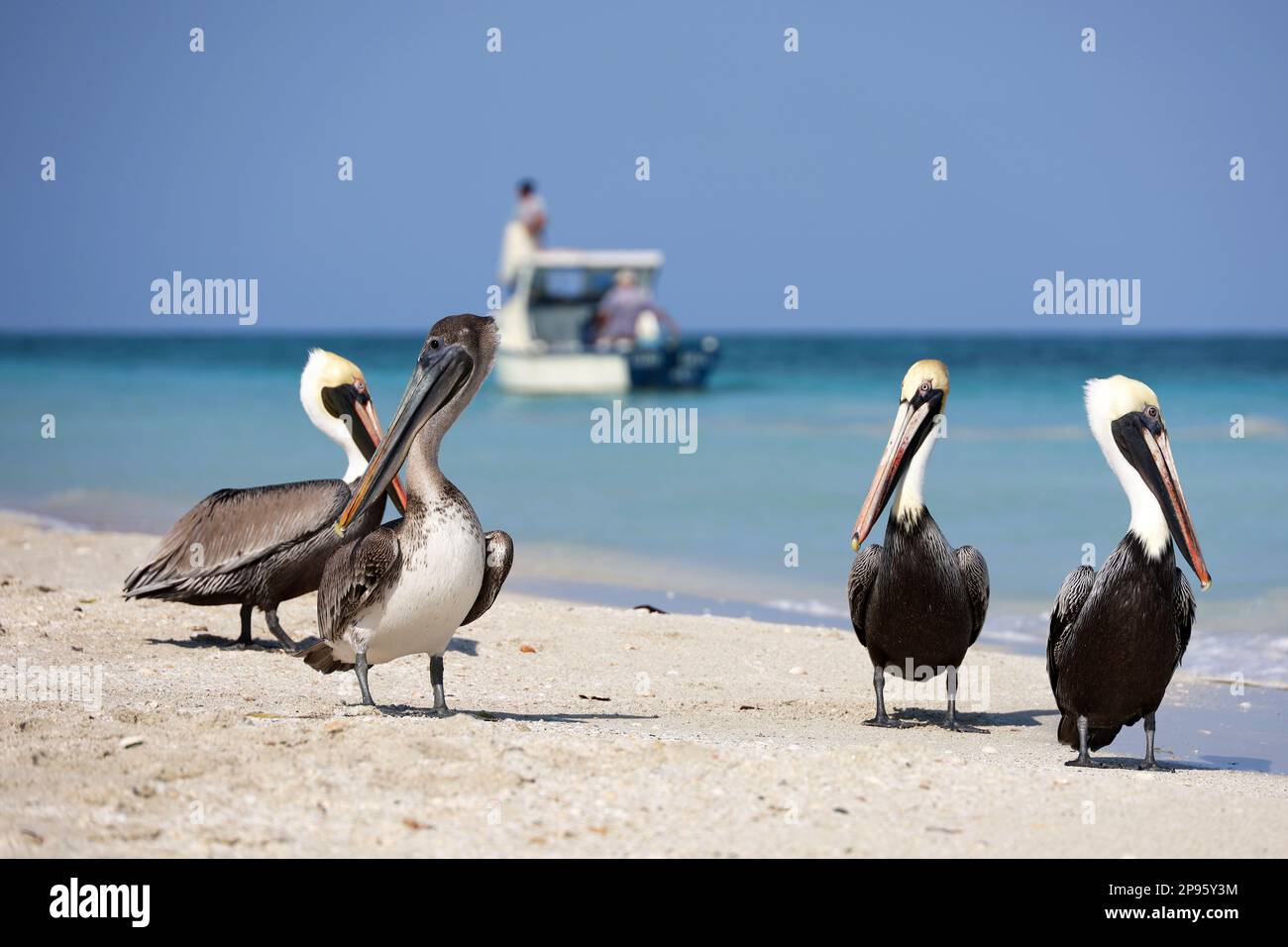 Pelikane, die sich auf dem Sand des Atlantikstrands vor dem Hintergrund eines Fischerboots ausruhen. Wilde Vögel auf blauem Wellenhintergrund Stockfoto
