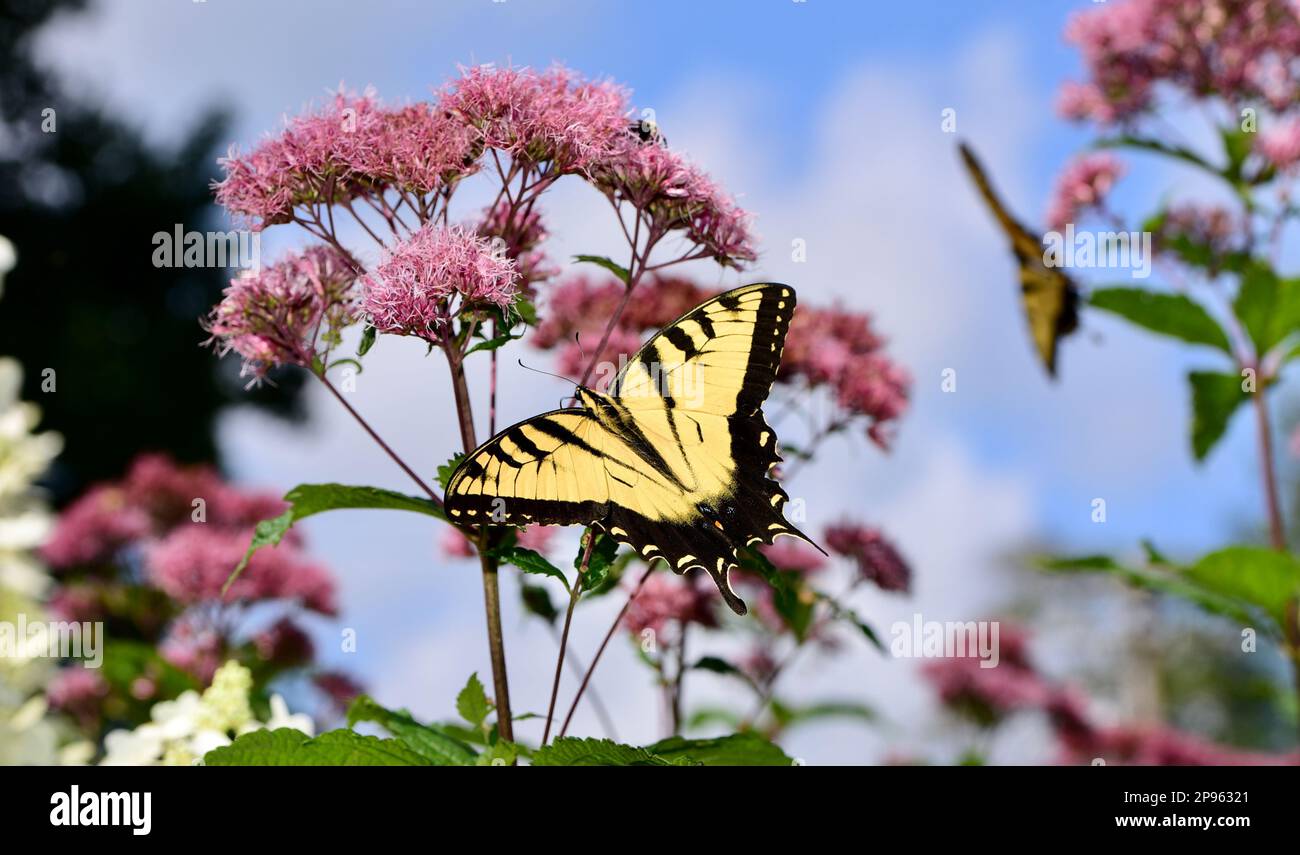 Östlicher Tigerschwanzfalter (Papilio glaucus) auf Joe Pye Weed (Eutrochium purpureum) Stockfoto