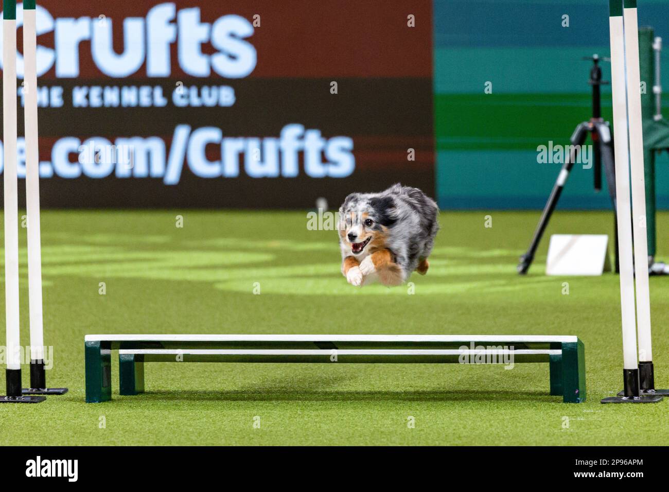 Birmingham, 10. März 2023. Am zweiten Tag der Crufts 2023 bei der NEC in Birmingham UK fliegt eine Collie über eines der Hindernisse der Agility Championship. ©Jon Freeman/Alamy Live News Stockfoto