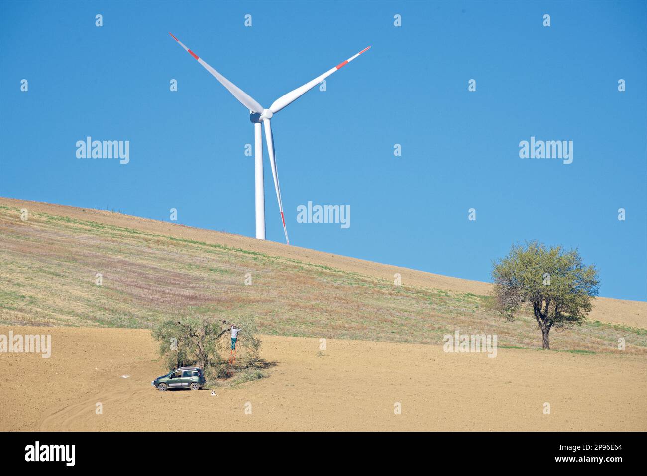 Windturbine auf einem Hügel über einem Feld, wo Männer Oliven von einem einsamen Baum pflücken. Blauer Himmel. Provinz Matera, Region Basilicata, Italien Stockfoto