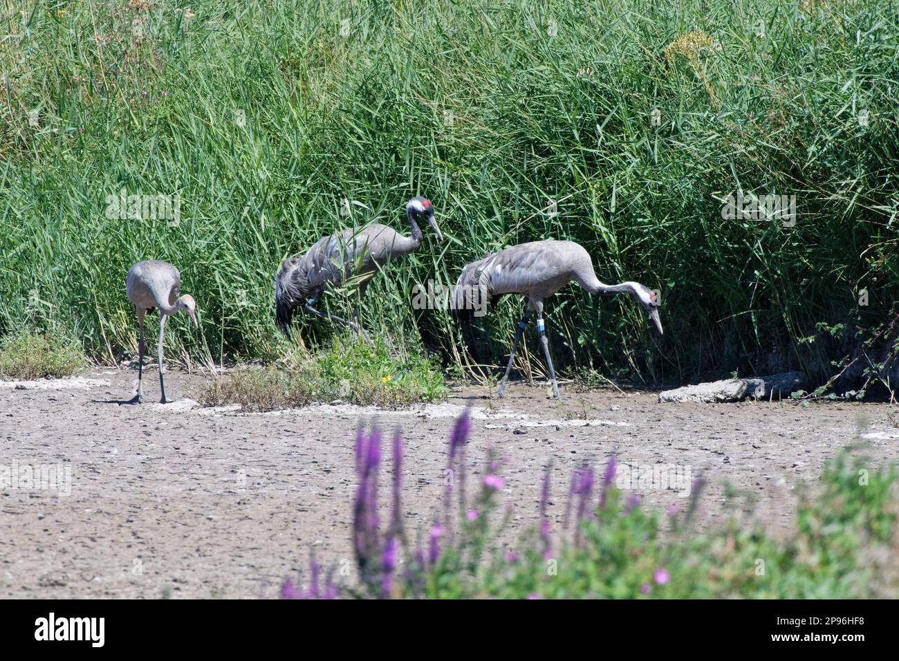 Gewöhnlicher/Eurasischer Kran (Grus grus), Jungfräsen mit seinen Eltern am Rande eines Süßwassersees, Slimbridge, Gloucestershire, Großbritannien, August. Stockfoto