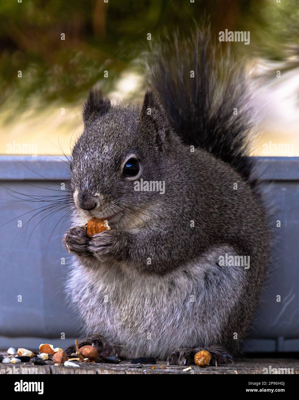 Kiefernhörnchen Stockfoto