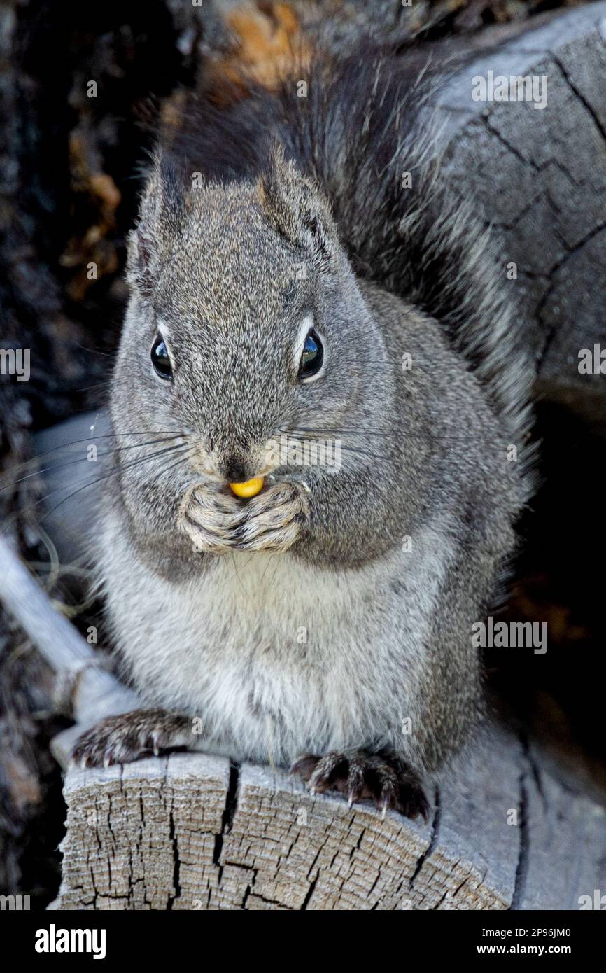 Kiefernhörnchen Stockfoto