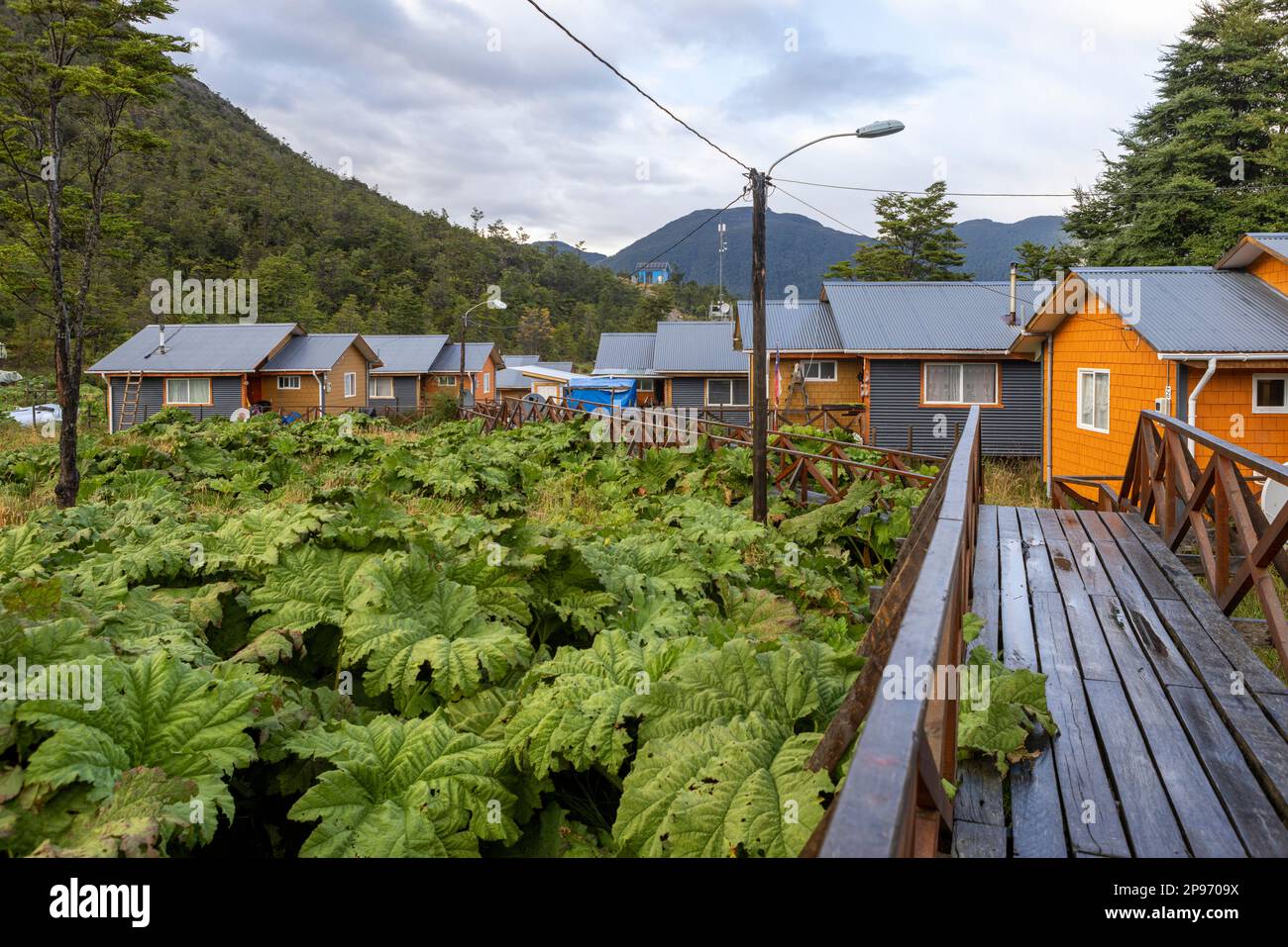 Kleine farbenfrohe Häuser und nalca Pflanzen entlang der hölzernen Wege von Tortel, Patagonien, Chile Stockfoto