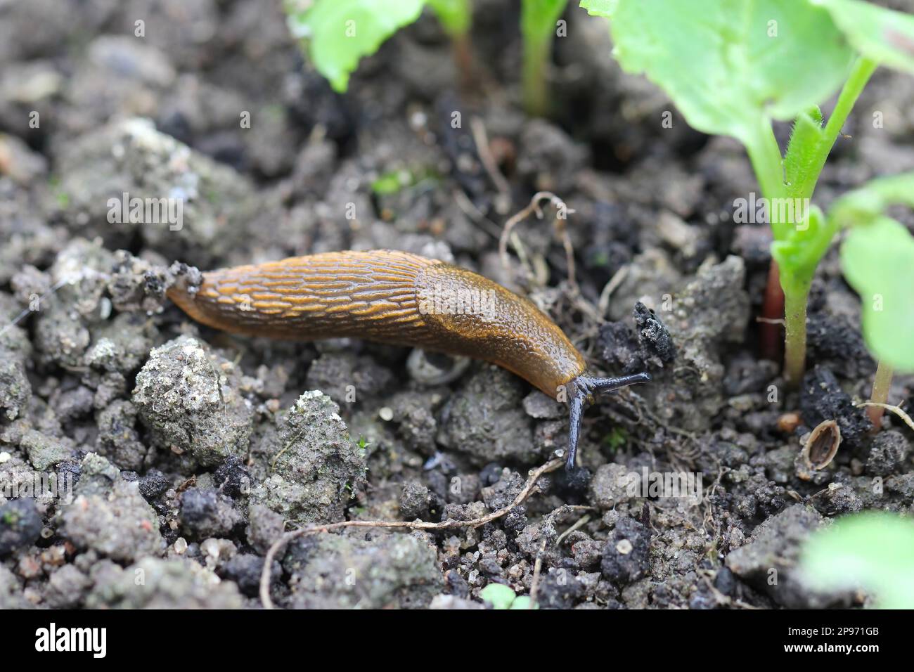 Eine Schnecke ohne Schale, die junges Gemüse isst, Rettich im Frühling in einem Gemüsegarten wuchs. Stockfoto