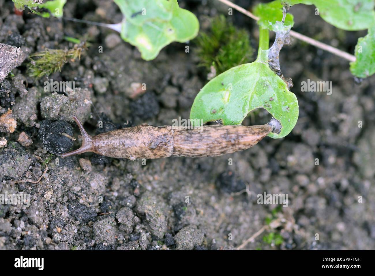 Eine Schnecke ohne Schale, die junges Gemüse isst, Rettich im Frühling in einem Gemüsegarten wuchs. Stockfoto