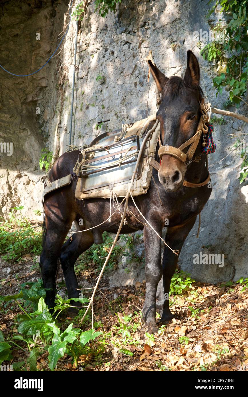 Pferd am Fußweg befestigt auf dem Weg nach Positano über den Walk of the Gods. Amalfiküste, Italien Stockfoto