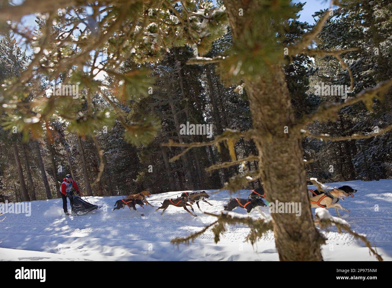 Pirena. Schlittenhunderennen in den Pyrenäen, Spanien, Andorra und Frankreich durchlaufen. La Molina. Provinz Girona. Katalonien. Spanien Stockfoto