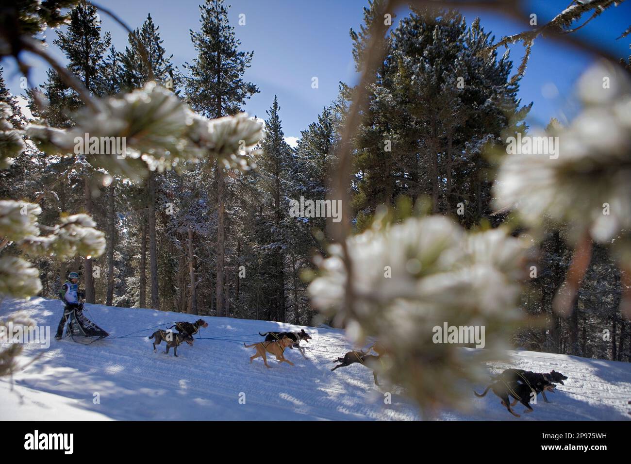 Pirena. Schlittenhunderennen in den Pyrenäen, Spanien, Andorra und Frankreich durchlaufen. La Molina. Provinz Girona. Katalonien. Spanien Stockfoto