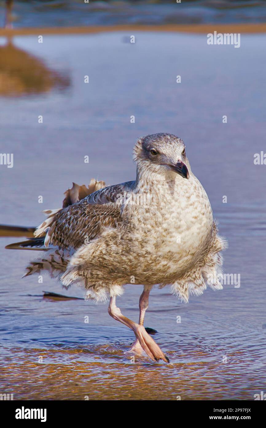 Möwe am Strand Stockfoto