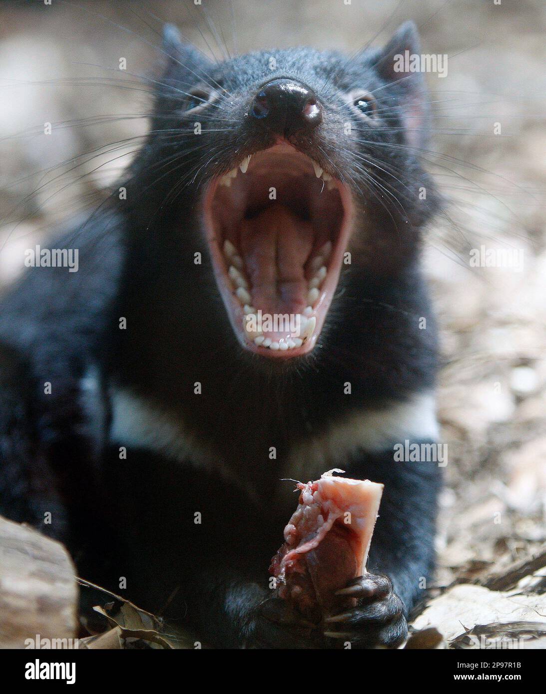** ADVANCE FOR SUNDAY, JAN. 25 **A Tasmanian devil cub reacts during a