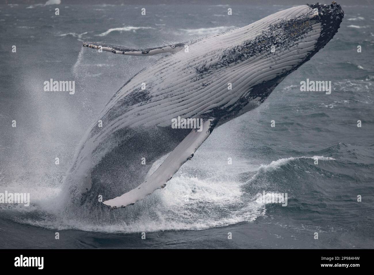 Riesige ausgewachsene Buckelwale brechen vor den nördlichen Stränden von Sydney, New South Wales, Australien Stockfoto