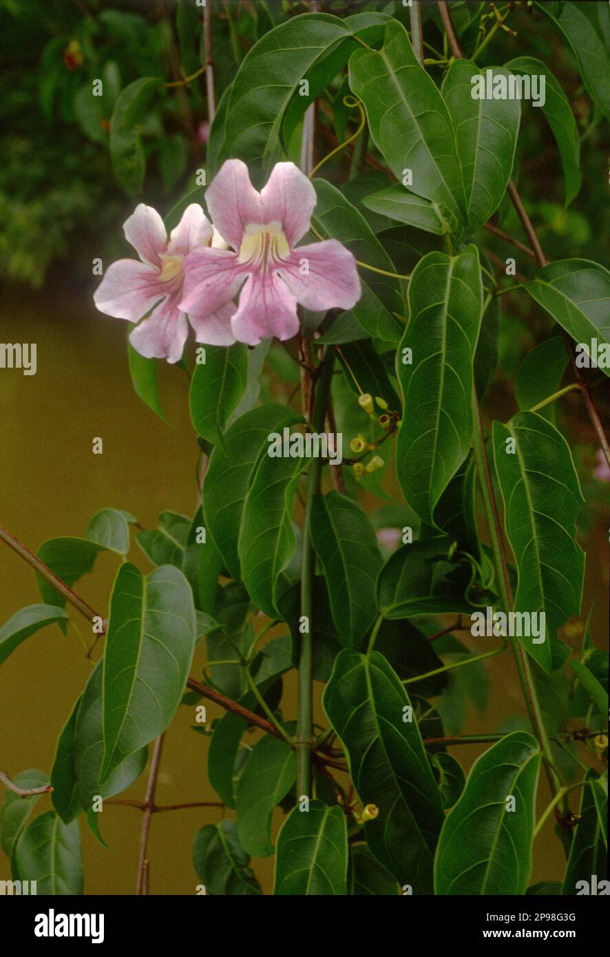 Cydista aequinoctialis (Bignoniaceae), eine Liane im tropischen Regenwald am Ufer des rio Maiguari, Amazonas-Mündung, Bundesstaat Pará, Brasilien. Stockfoto